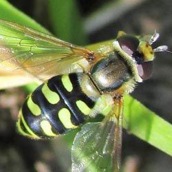 Eupeodes corollae